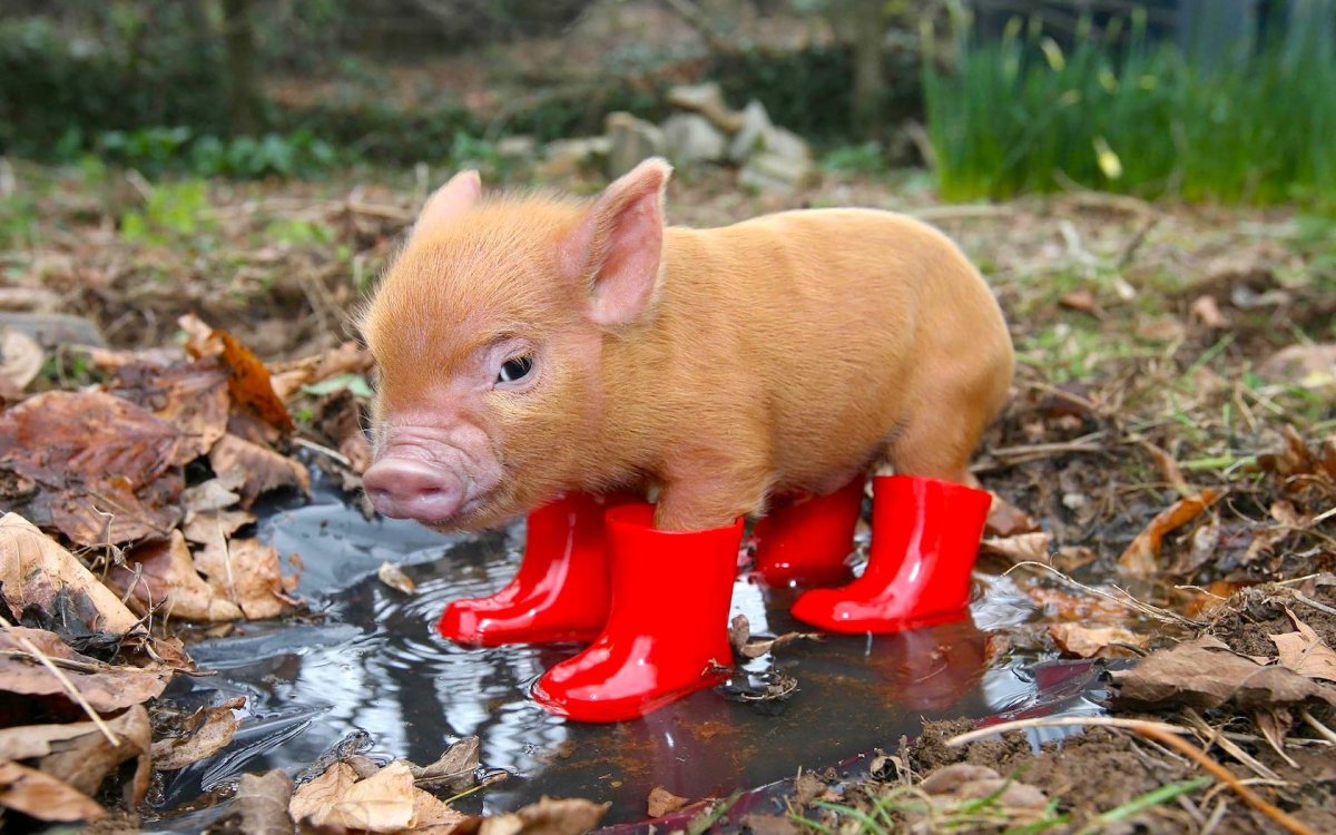 Поросенок в сапожках