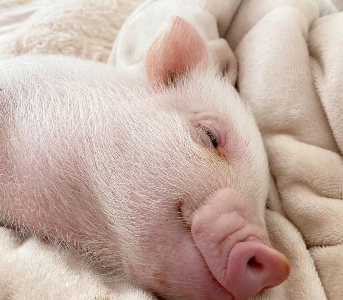 Самые красивые поросята