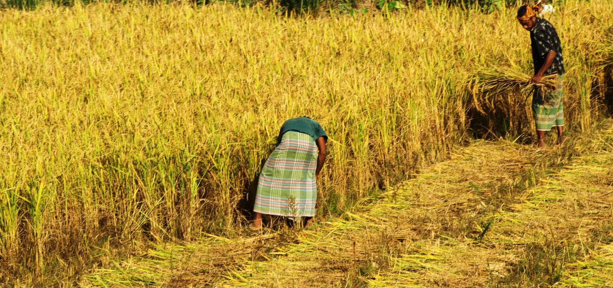Алжир сельское хозяйство