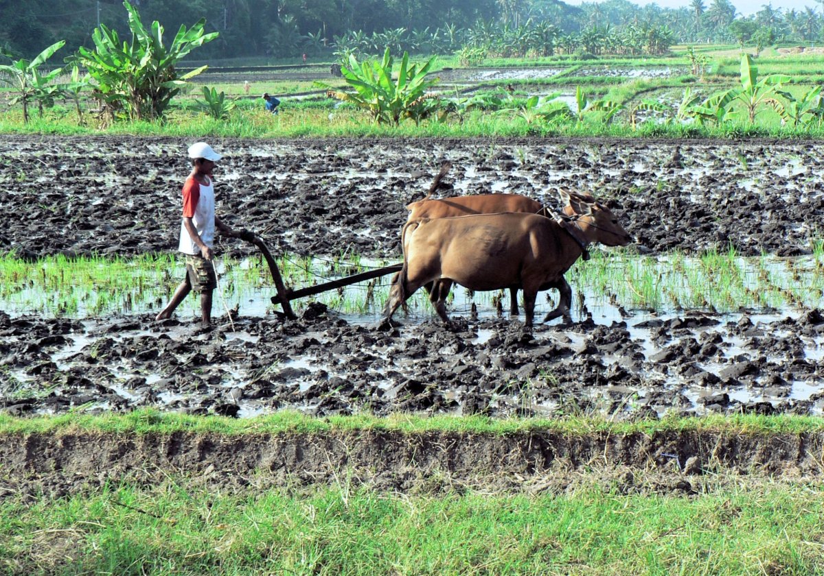Рисовые поля Water Buffalo