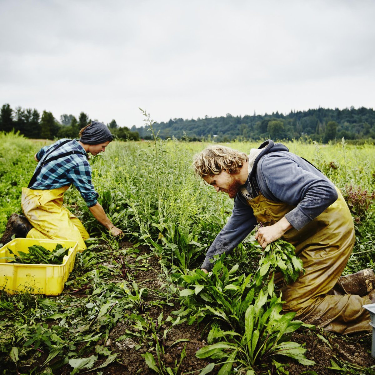 Труд в сельском хозяйстве