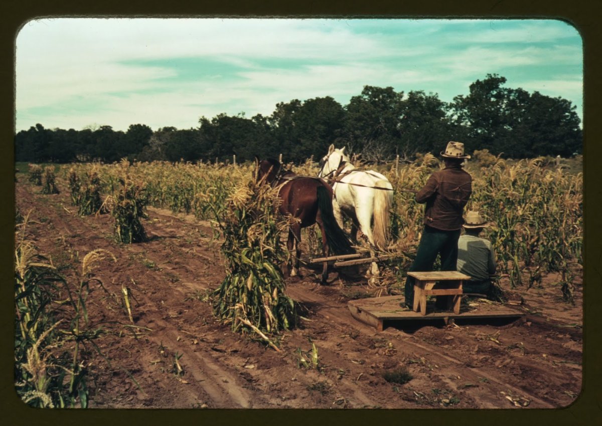 Сельское хозяйство в Америке 20 век