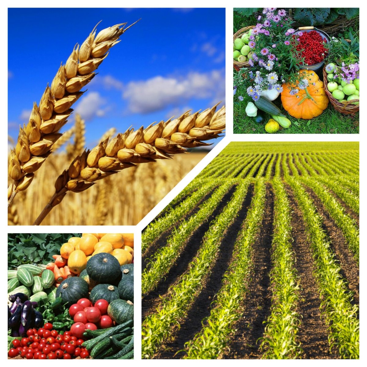 Сельское хозяйство Растениеводство