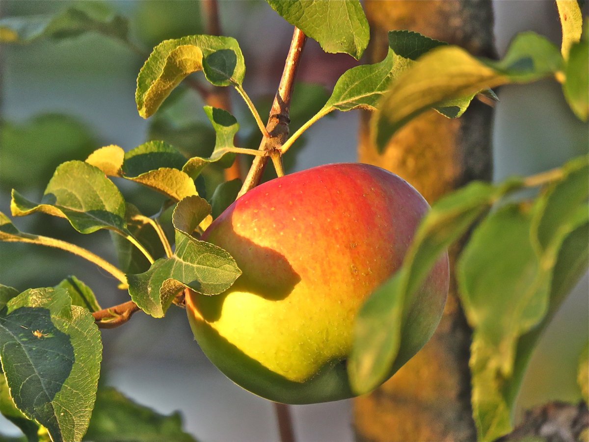 Роза яблоко