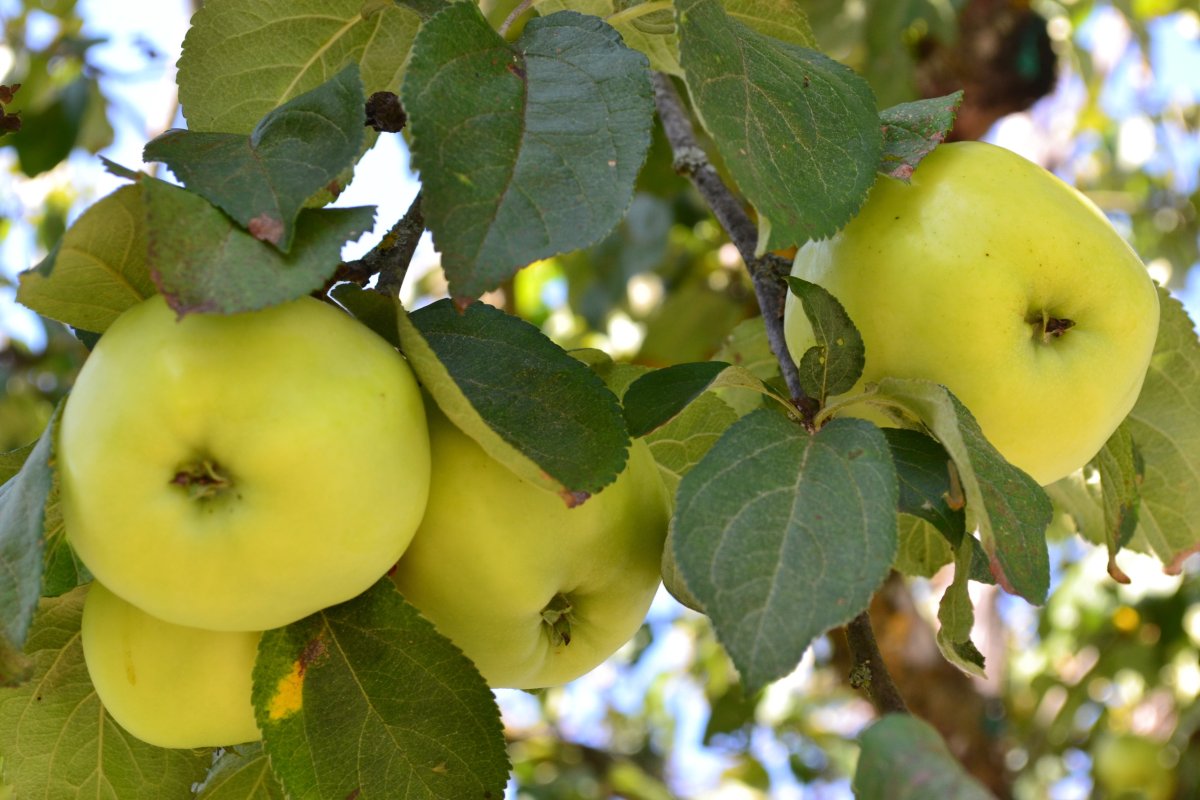 Молодильное яблочко