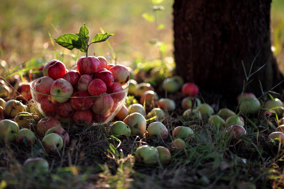 Молодильные яблоки сорт