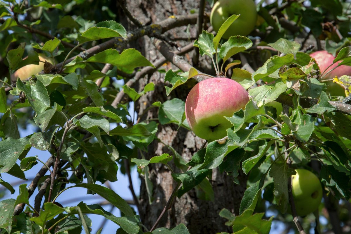 Молодильные яблоки 1974