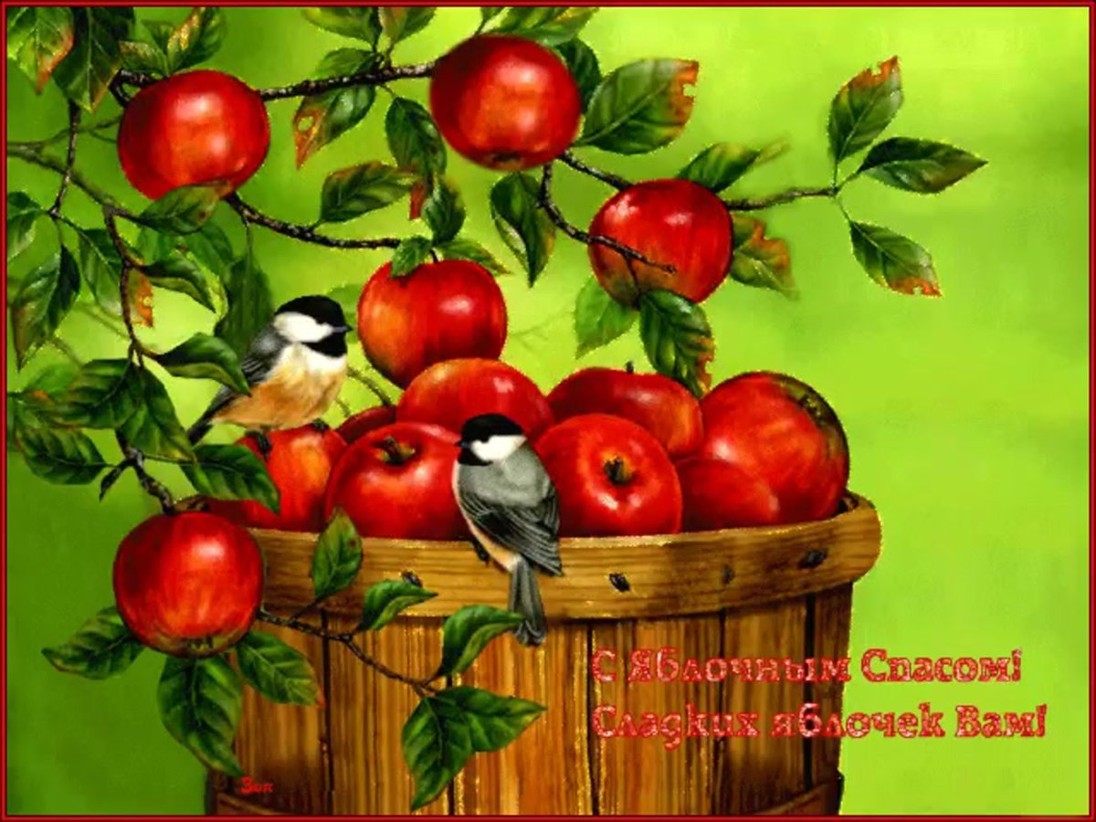 Сад яблони в январе