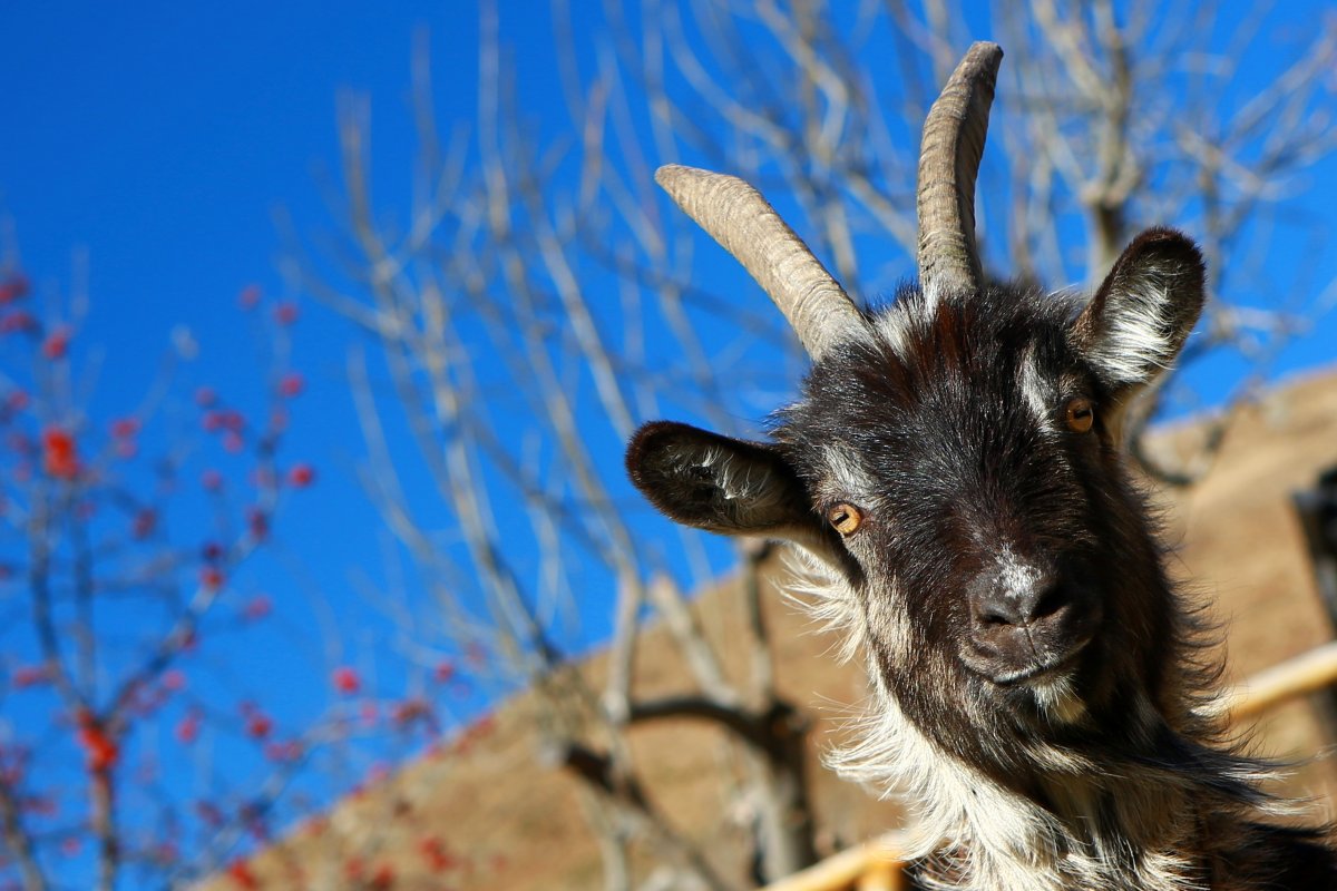 Лесной козел Capra