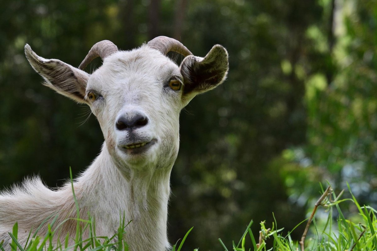 Козлиная голова