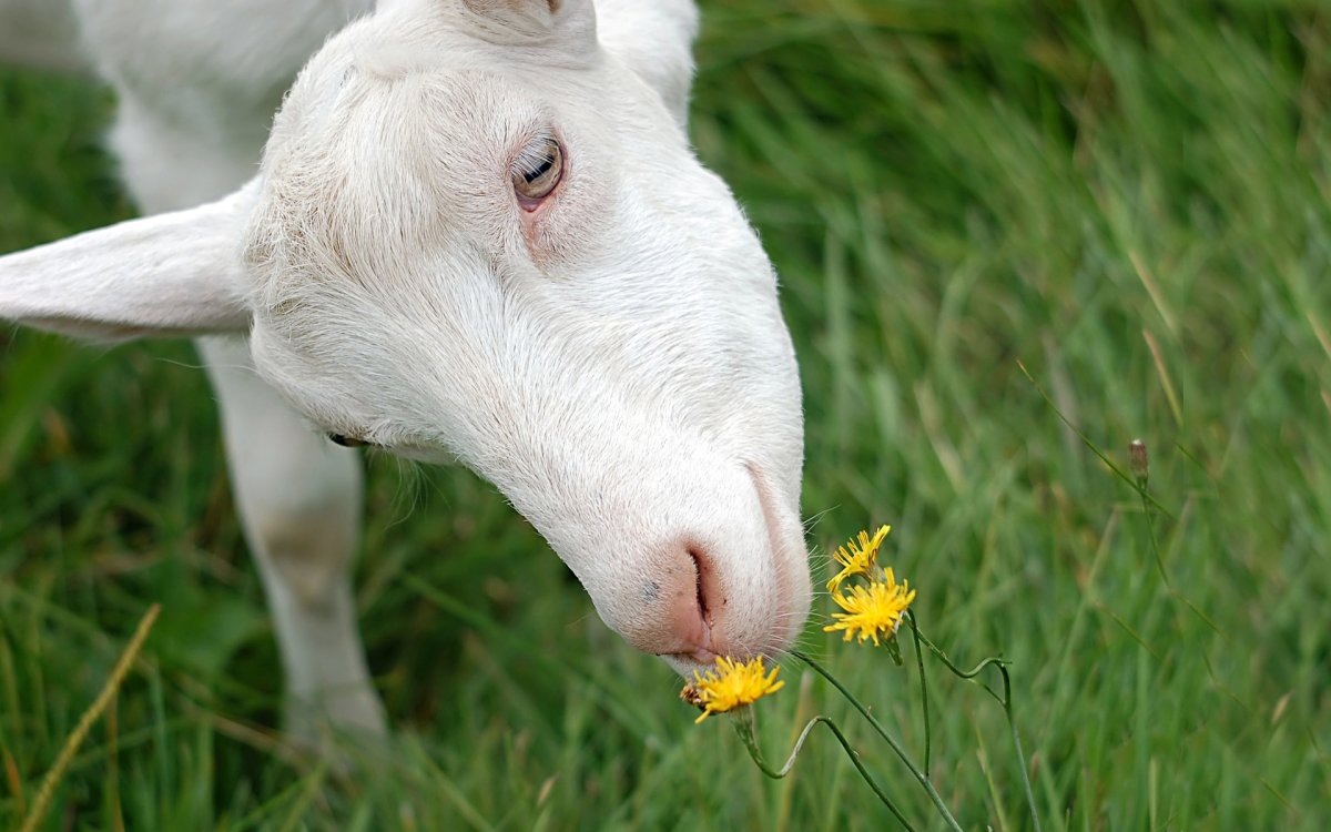 Коза белая безрогая