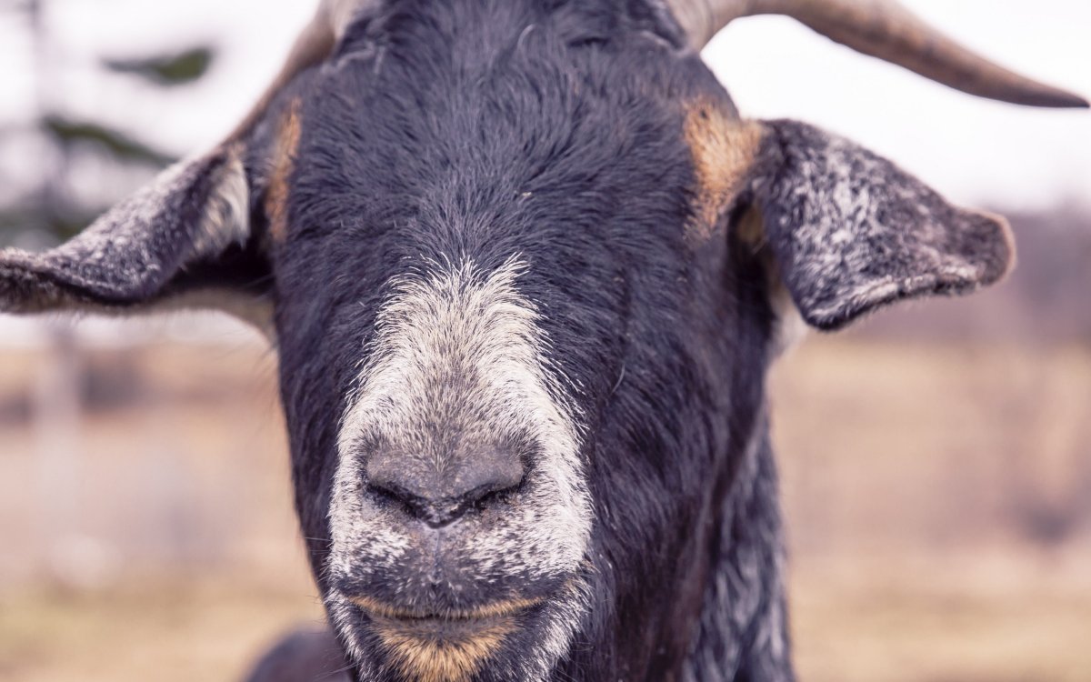 Козлиная голова