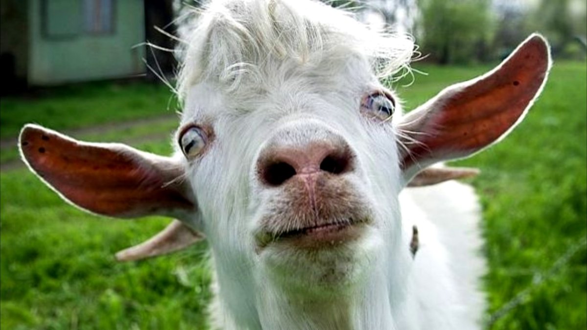 Козел безрогий