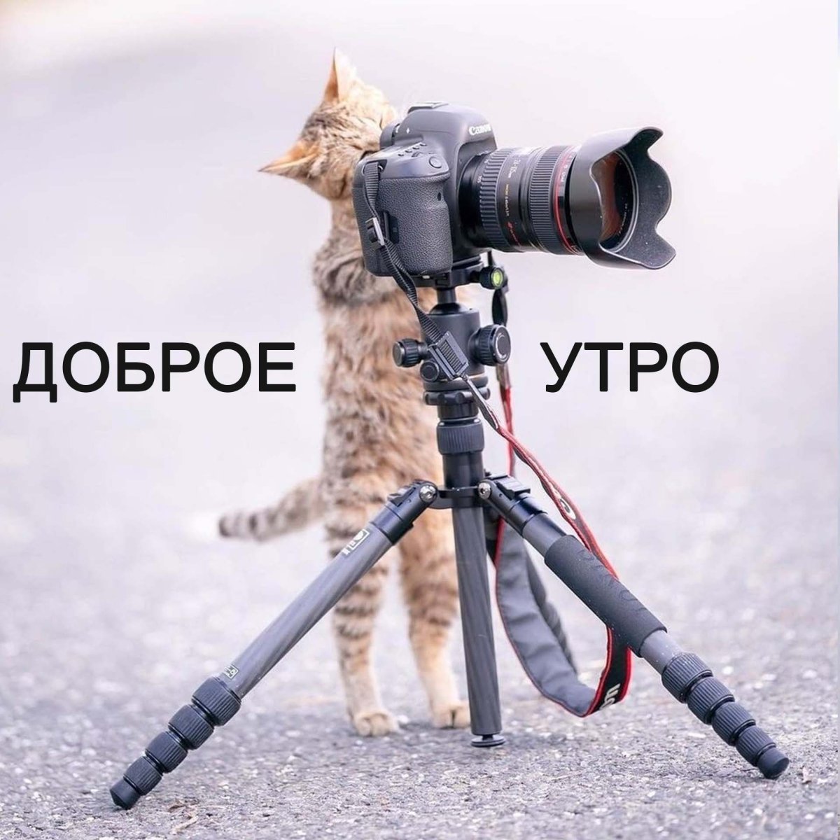 Доброе утро картинки прикольные для девушки