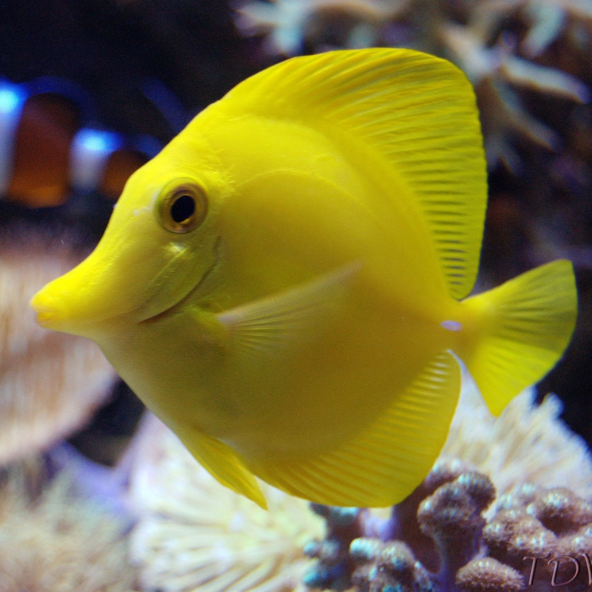 Zebrasoma flavescens