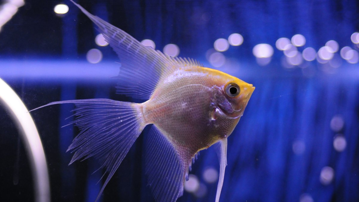 Скалярия и гуппи