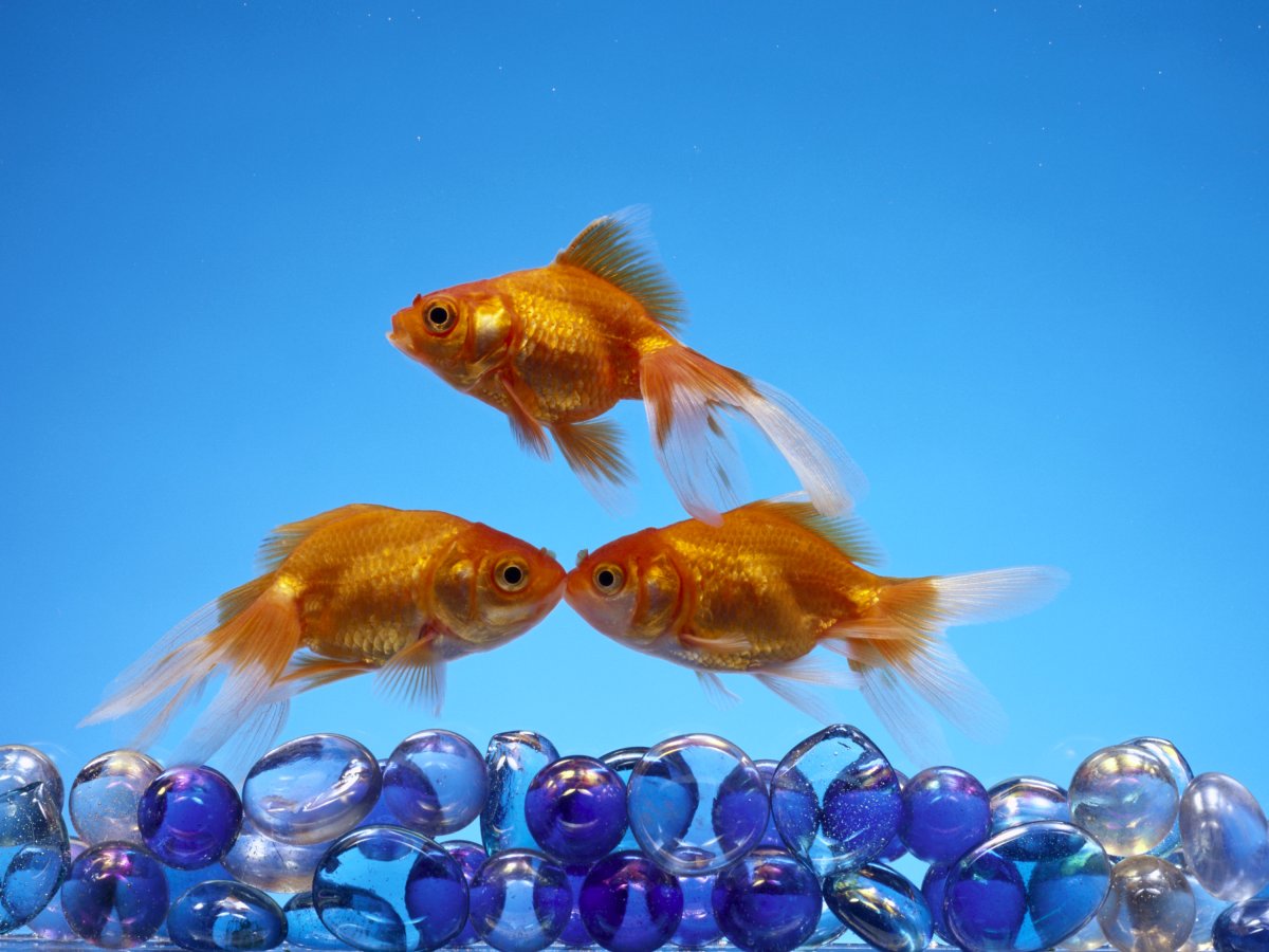 Животные и рыбы