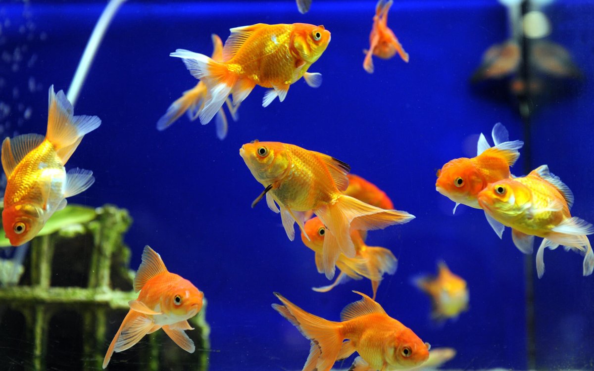 Стайка золотых рыбок