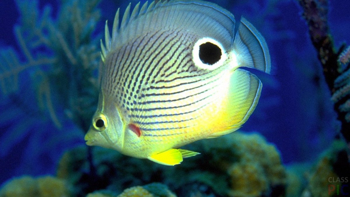 Экзотические рыбки