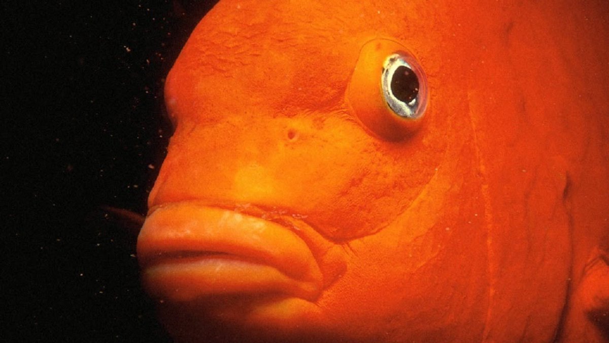 Золотая рыбка оранжевая