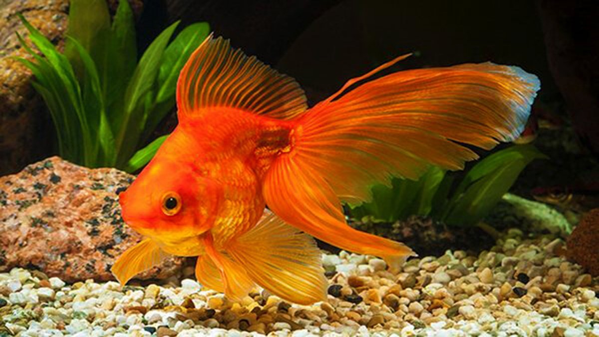 Вуалехвост рыбка