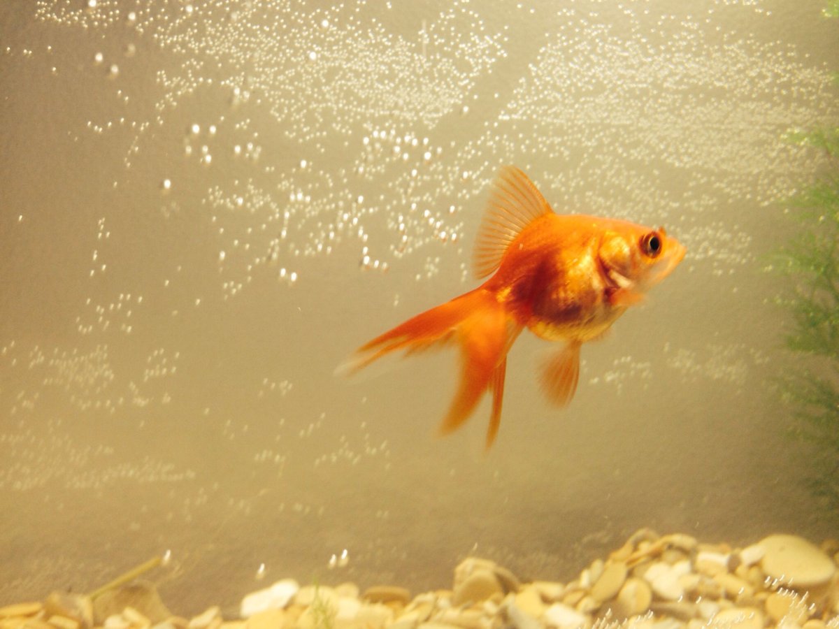 Рыба крапчатый Звездочет