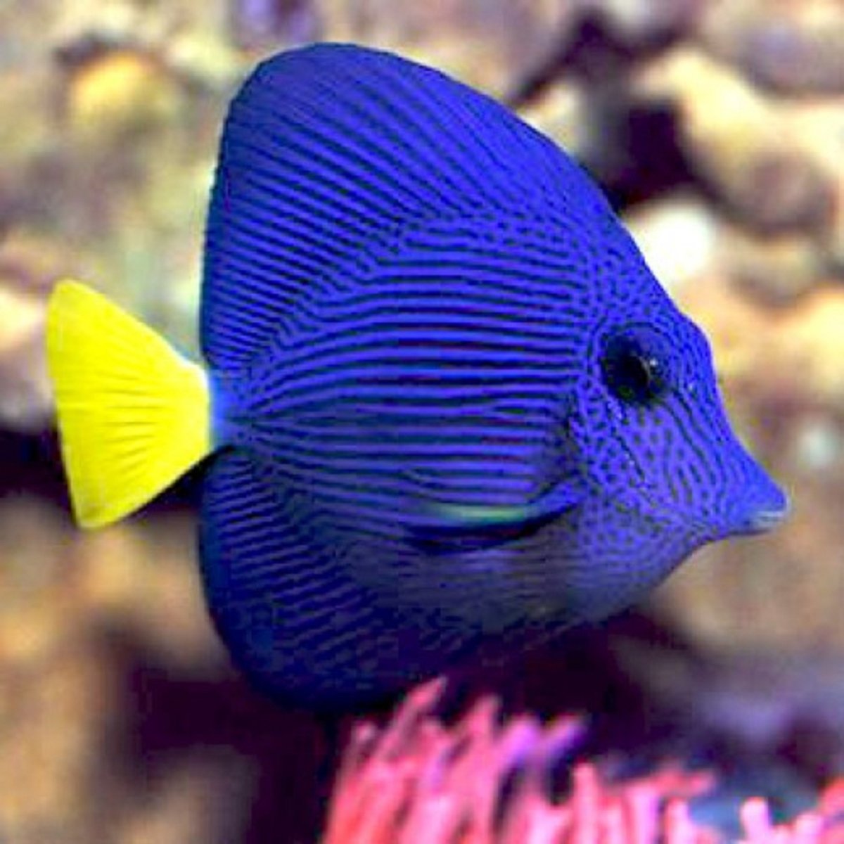 Клоун оцеллярис Домино