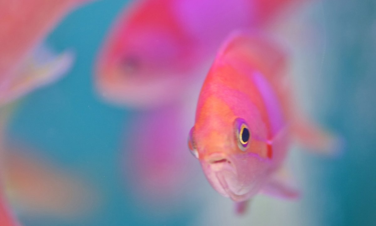 Золотая рыбка вуалехвост