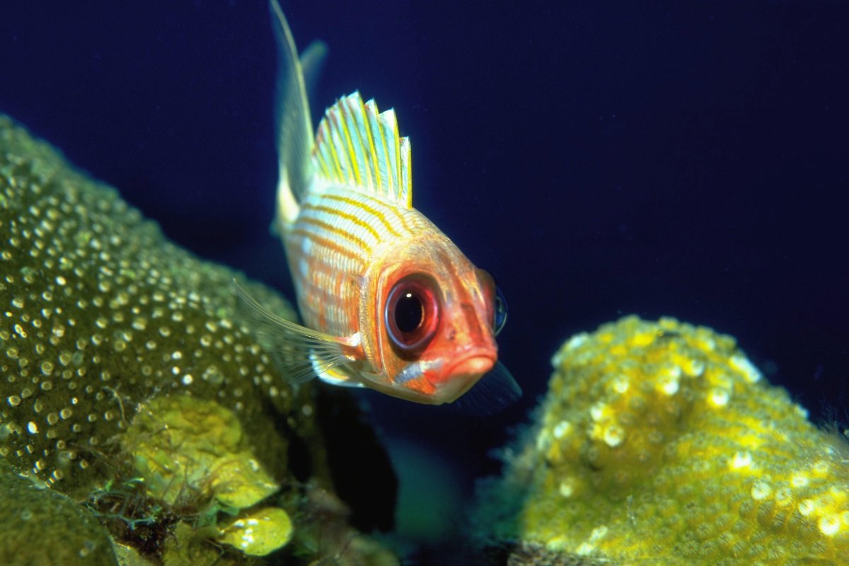 Необычные разноцветные рыбы