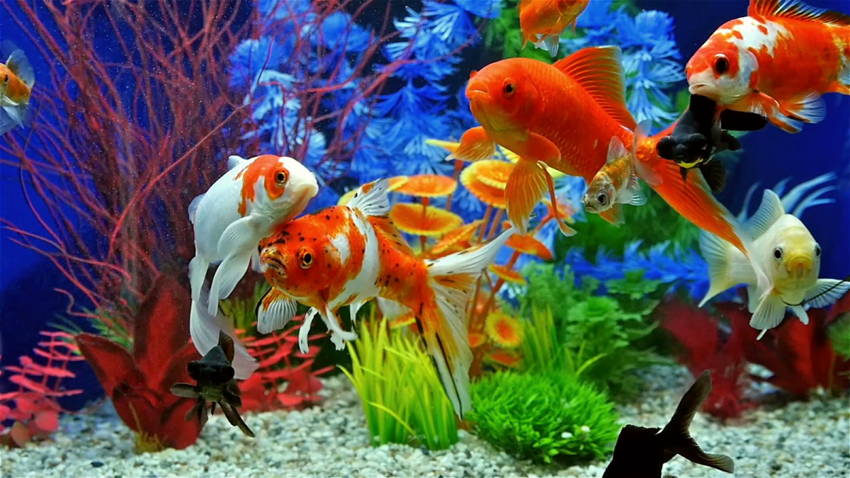 Сине желтая рыба