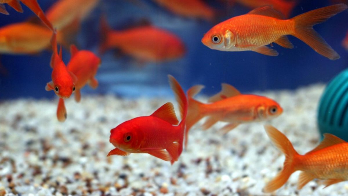 Рыба Слоник аквариумная