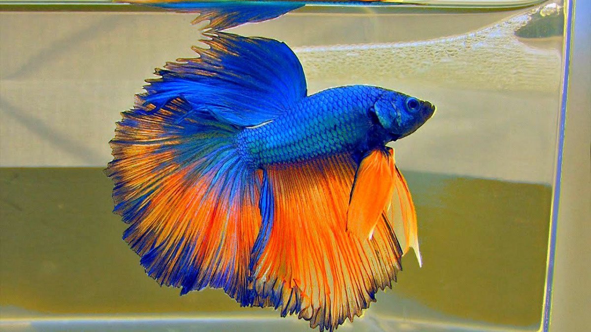 Полосатая оранжевая рыбка