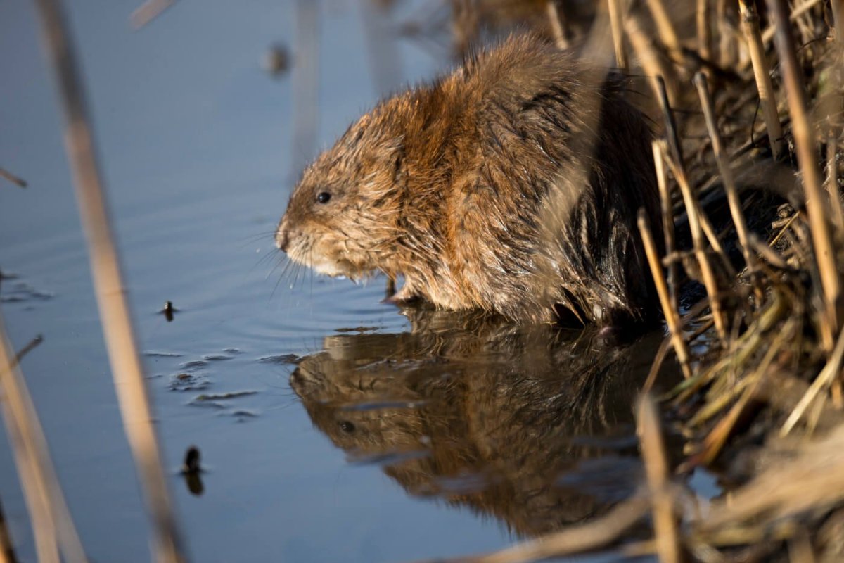 Ондатра ХМАО