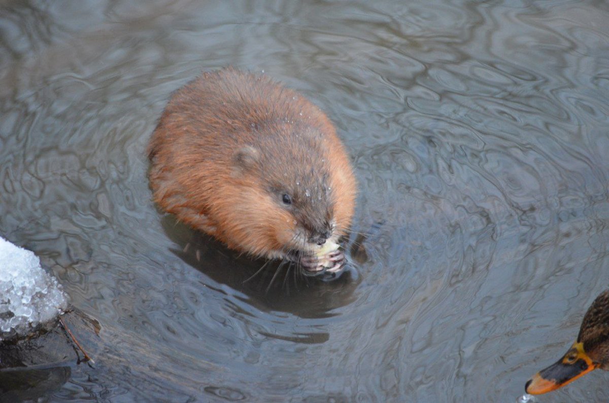 Ондатра в Бутово
