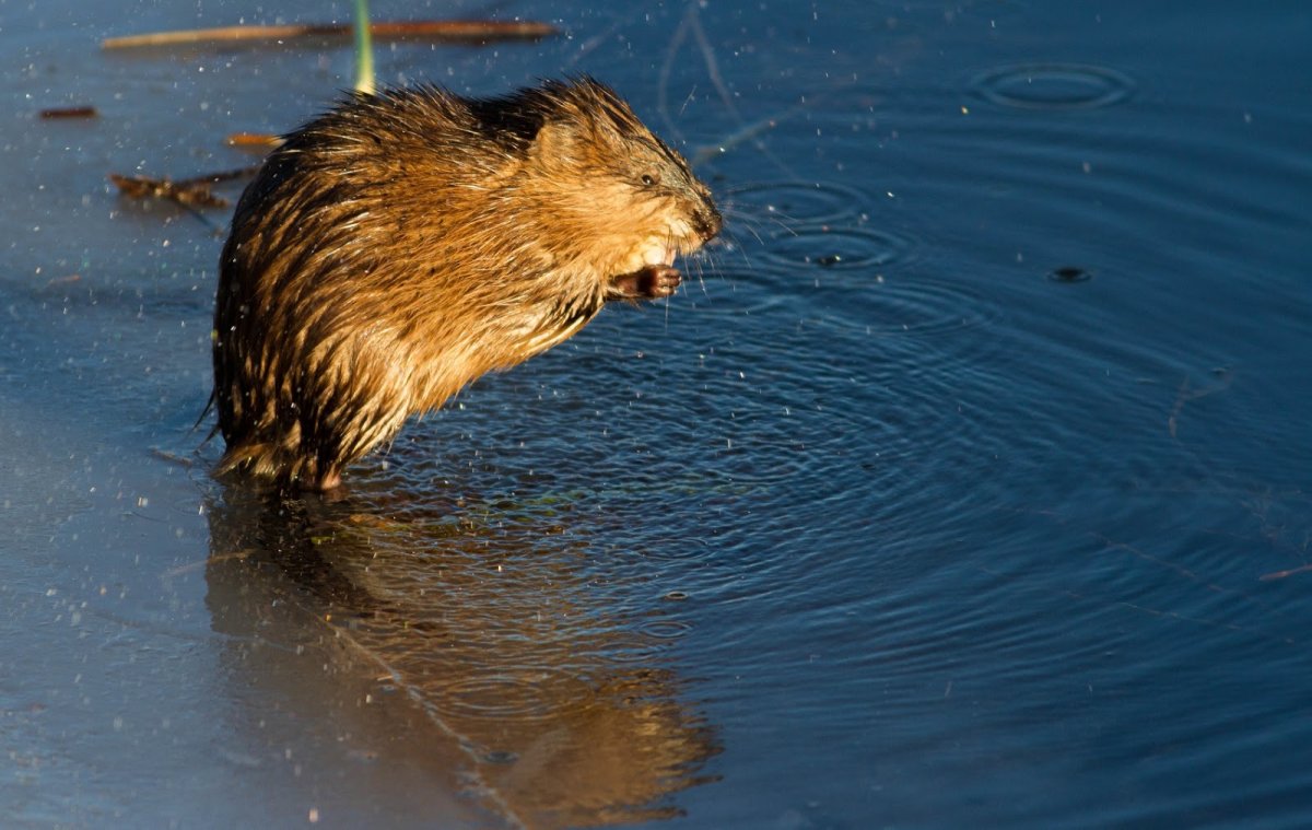 Семья ондатр