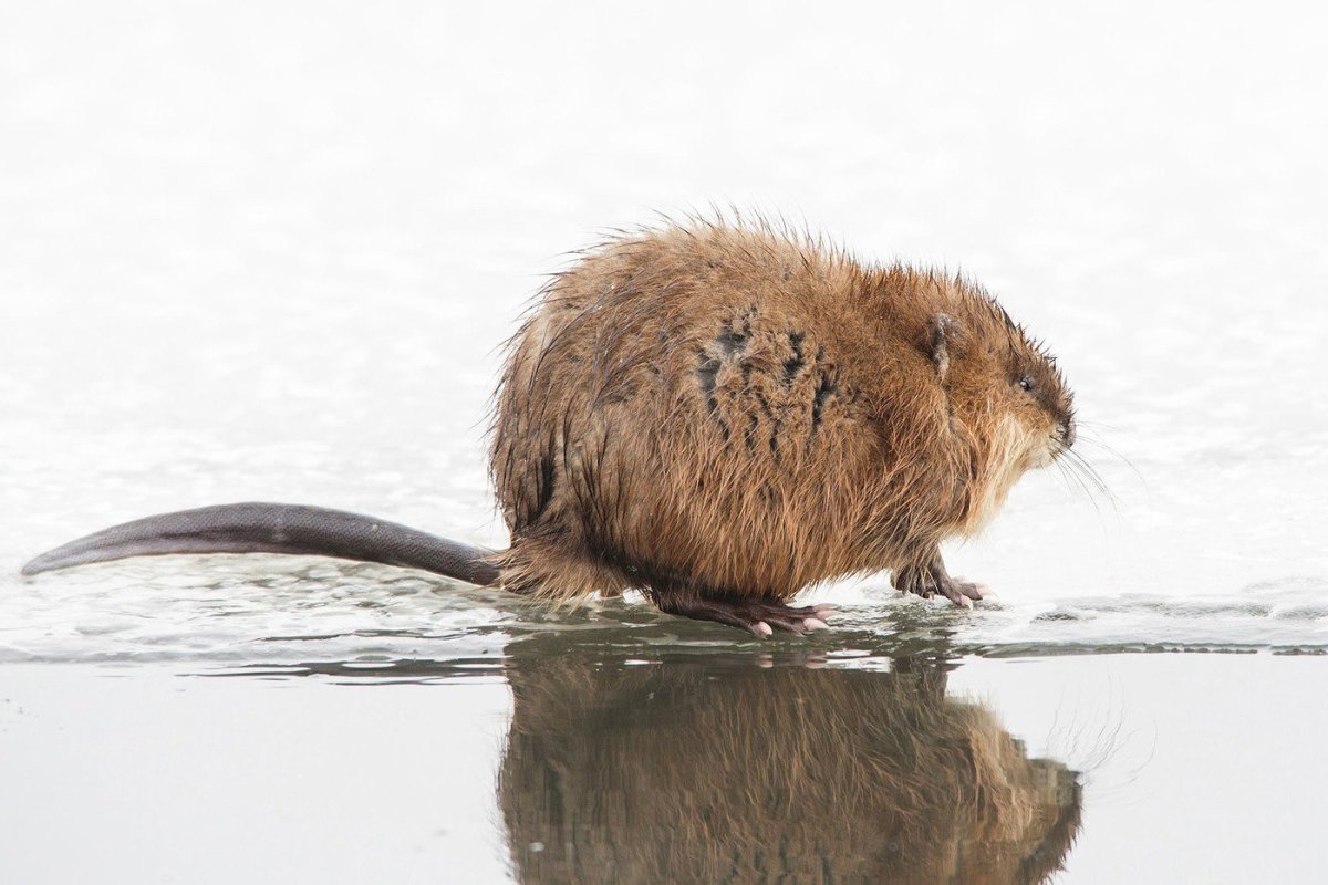 Ондатра Хабаровского края