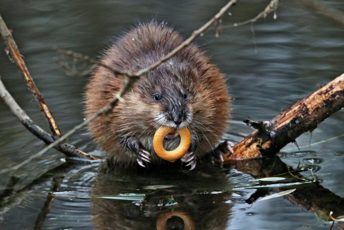 Ондатра в озере