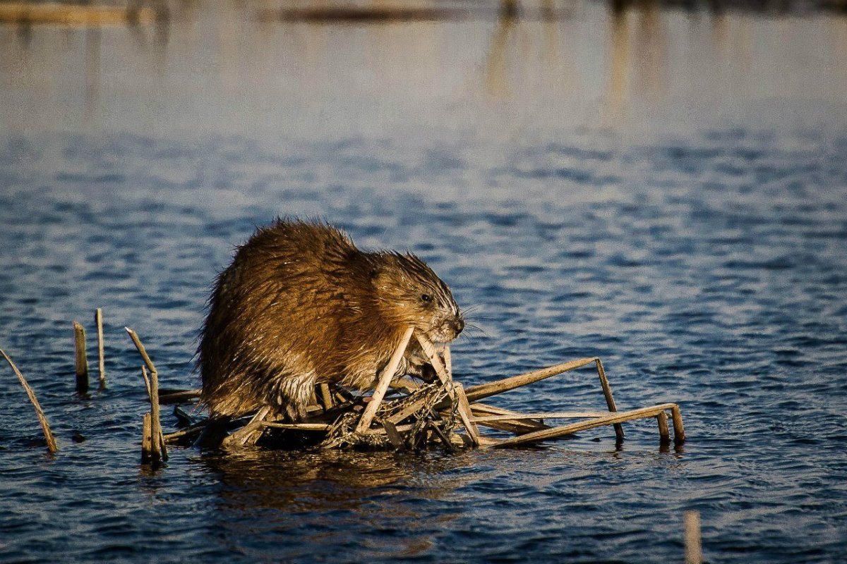 Ондатра в Карелии
