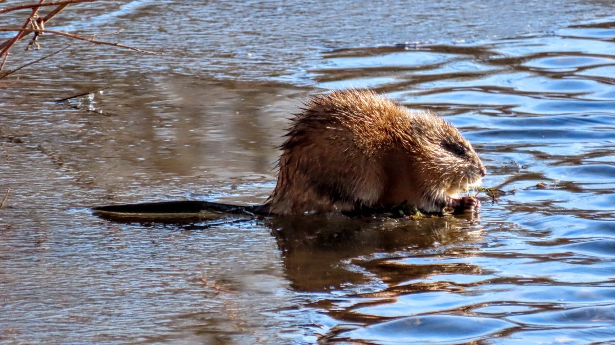 Водяная крыса ондатра