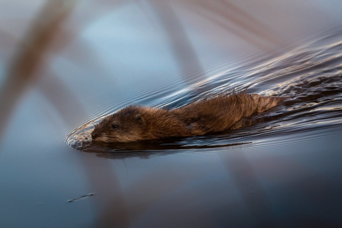 Ондатра в Якутии