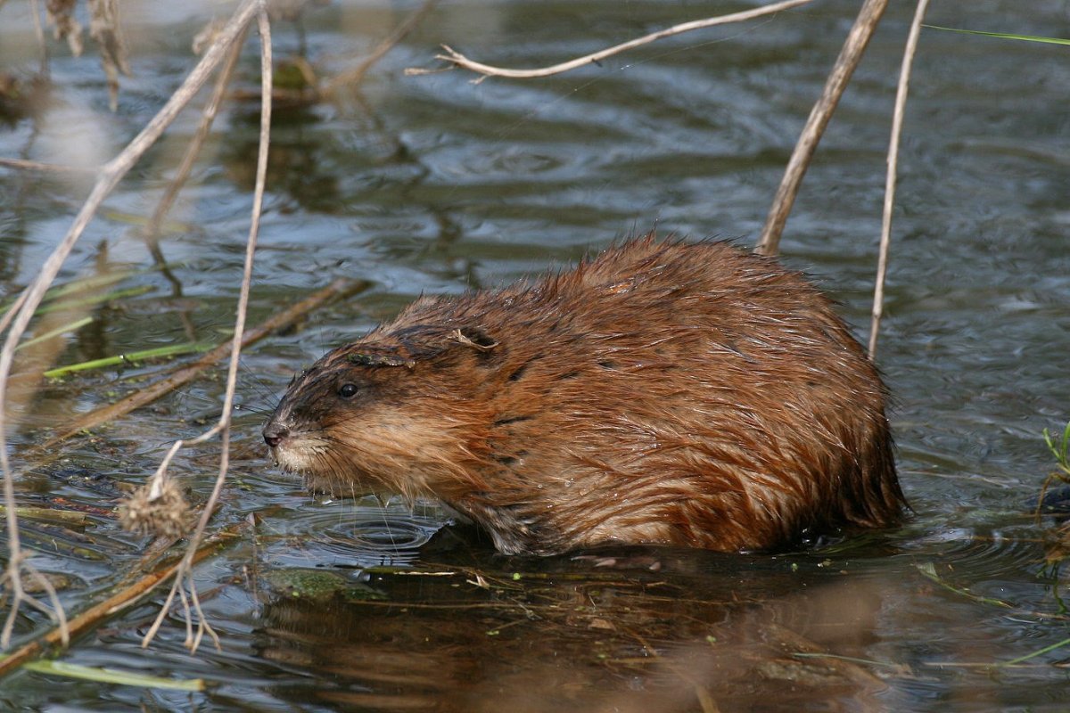 Кормовой столик ондатры