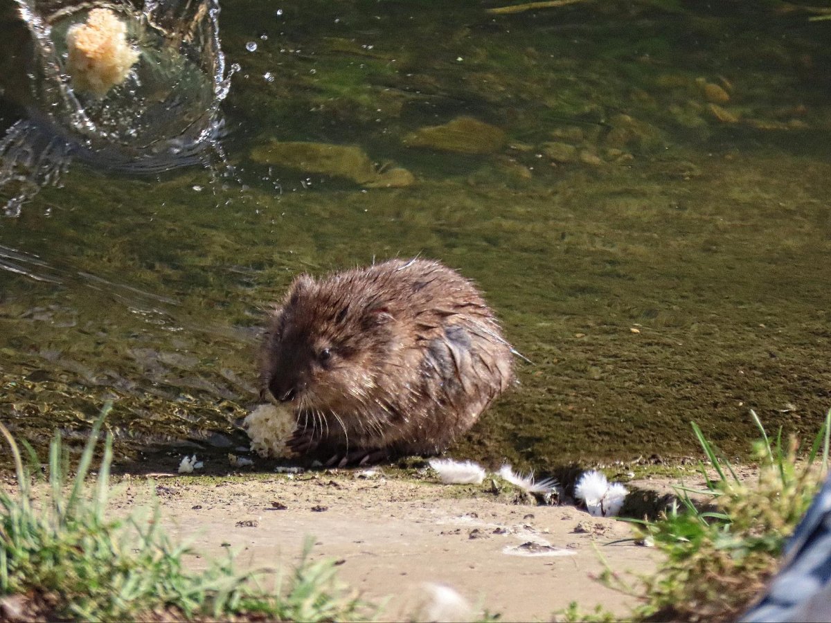 Ондатра в Якутии