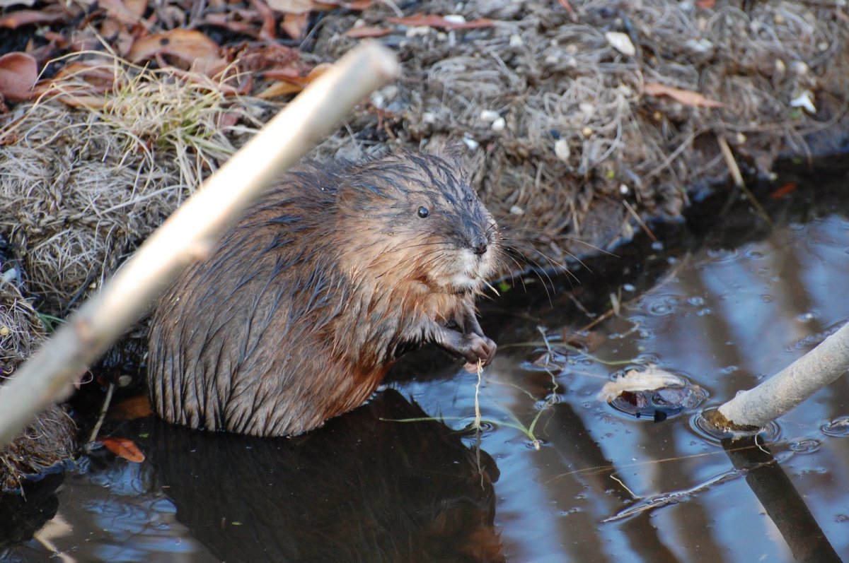 Ондатра Байкальская