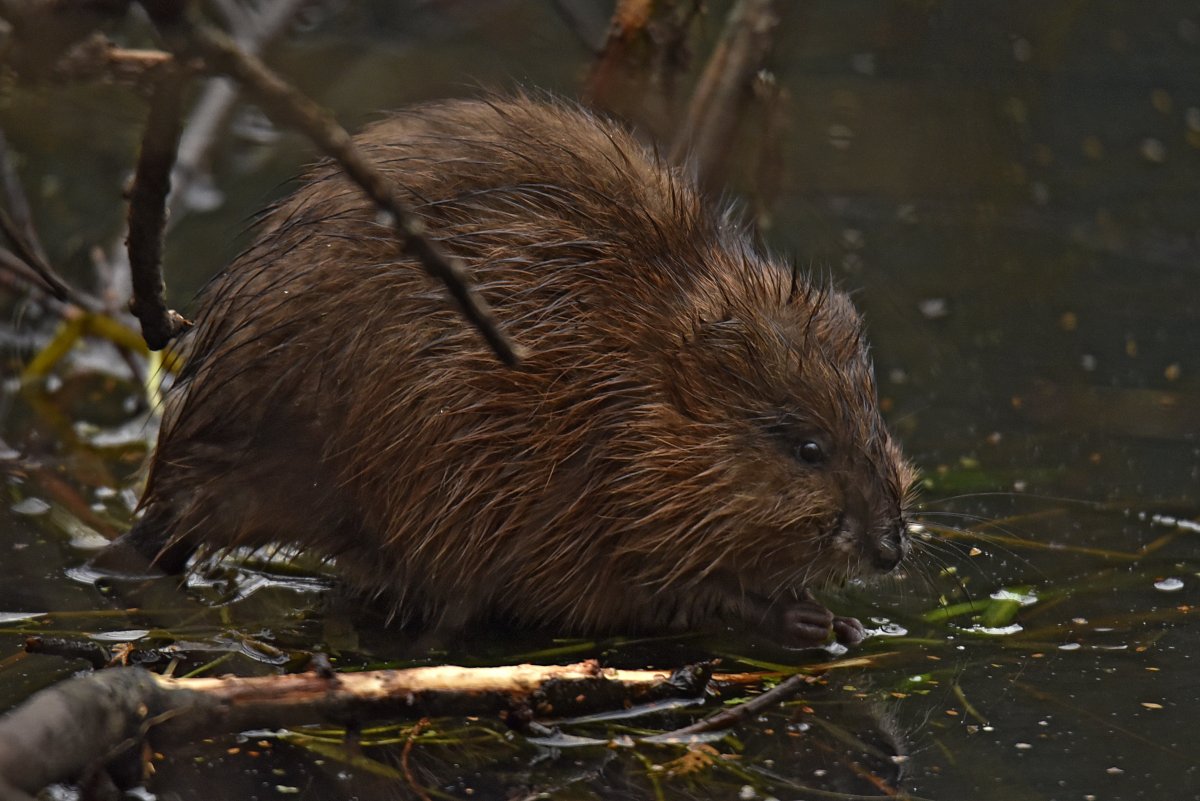 Канадская ондатра