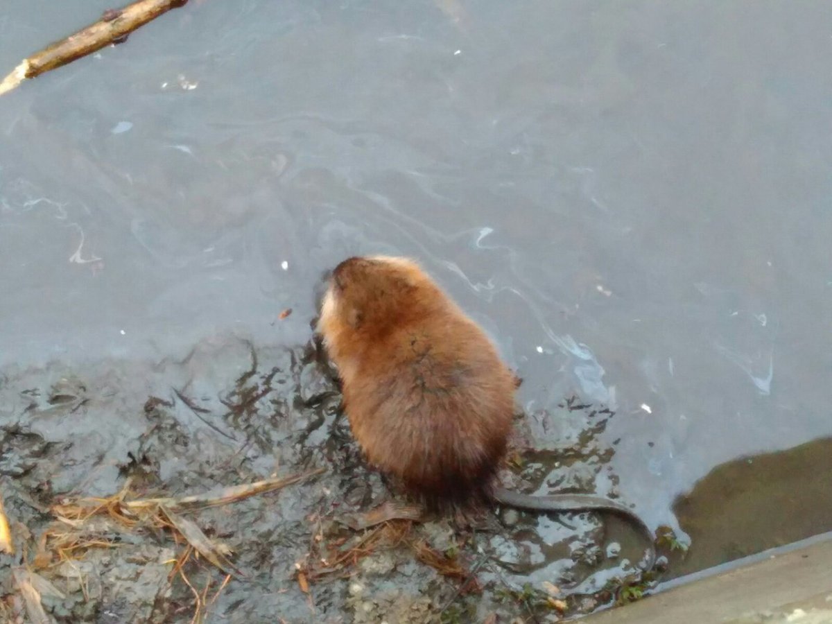 Ондатра Симонова