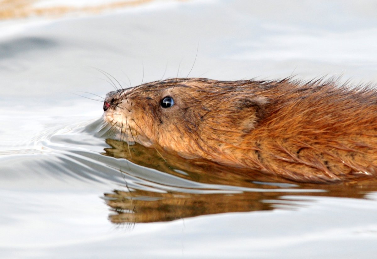 Крыса ондатра