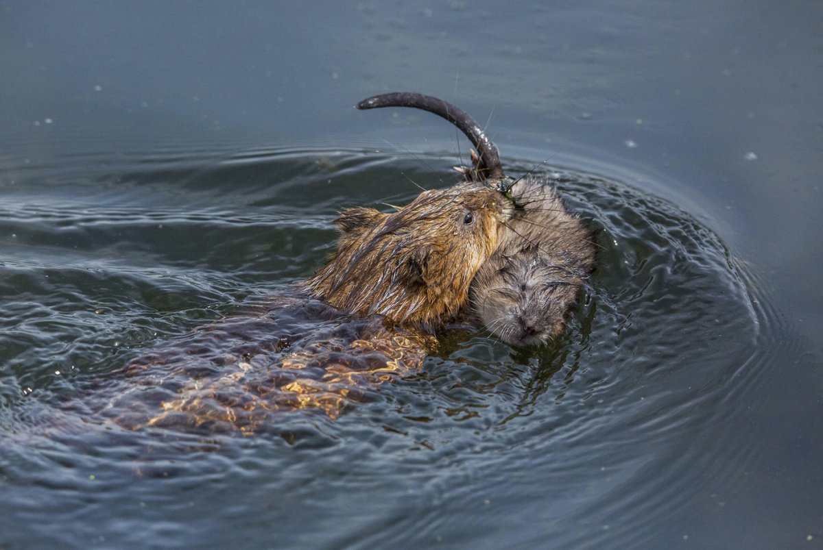 Зеленая ондатра