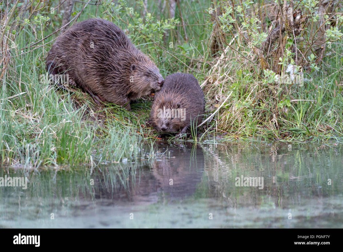 Ондатра Симонов