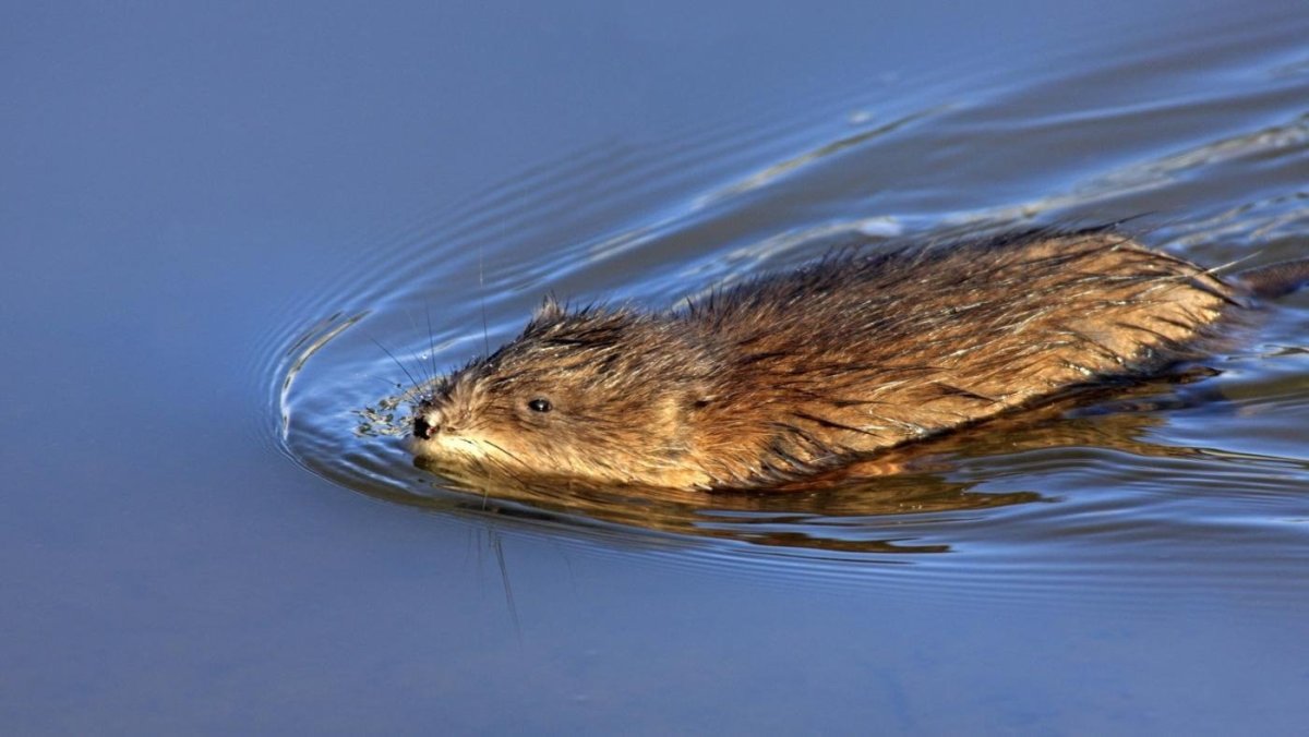 Ондатра Речная крыса