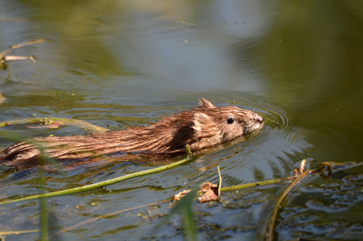 Ондатра альбинос